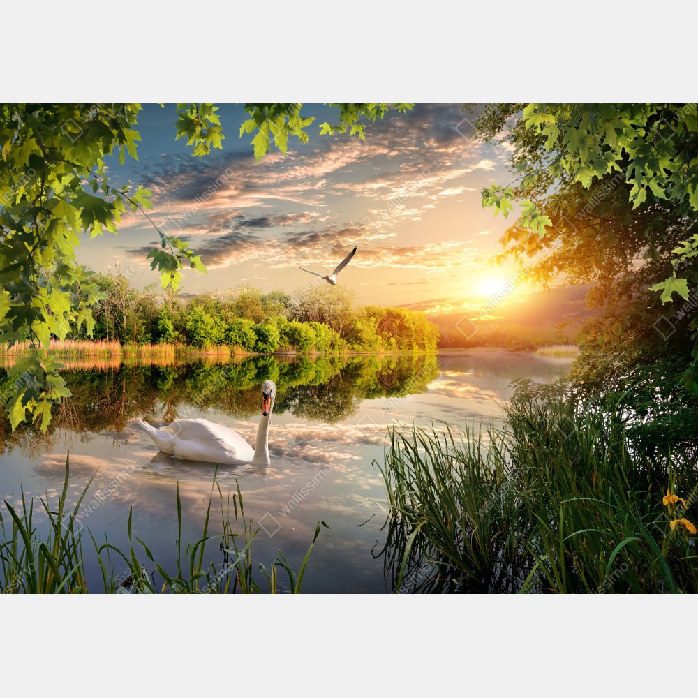 Poster sonnenuntergang mit schwan auf stillem see – Wallnifity® Poster sonnenuntergang mit schwan auf stillem see – Wallnifity®