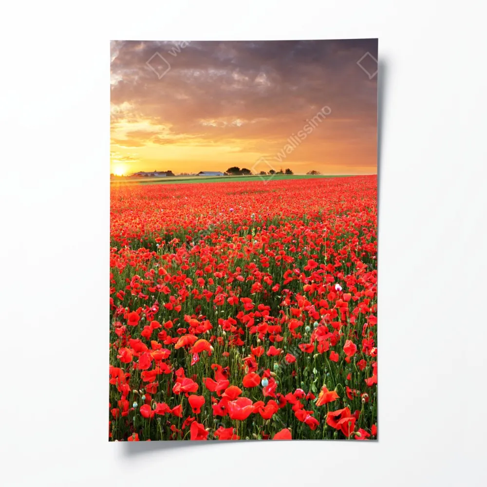 Poster mohnfeld im sonnenuntergang – Wallnifity® Poster mohnfeld im sonnenuntergang – Wallnifity®