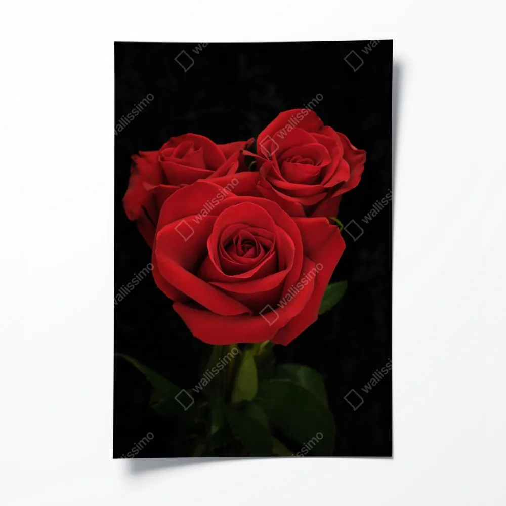 Poster rote rosen vor schwarzem hintergrund – Wallnifity® Poster rote rosen vor schwarzem hintergrund – Wallnifity®