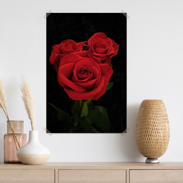 Poster rote rosen vor schwarzem hintergrund – Wallnifity® Poster rote rosen vor schwarzem hintergrund – Wallnifity®