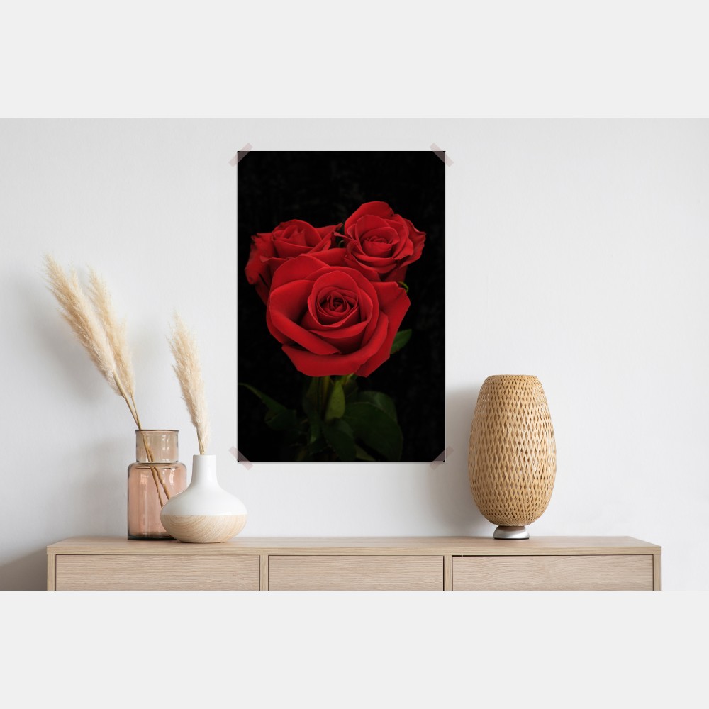 Poster rote rosen vor schwarzem hintergrund – Wallnifity® Poster rote rosen vor schwarzem hintergrund – Wallnifity®