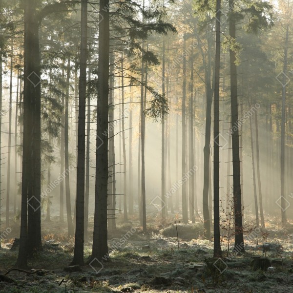 Türaufkleber nebliger morgenwald mit sonnenstrahlen – Wallnifity® Türaufkleber nebliger morgenwald mit sonnenstrahlen – Wallnifity®