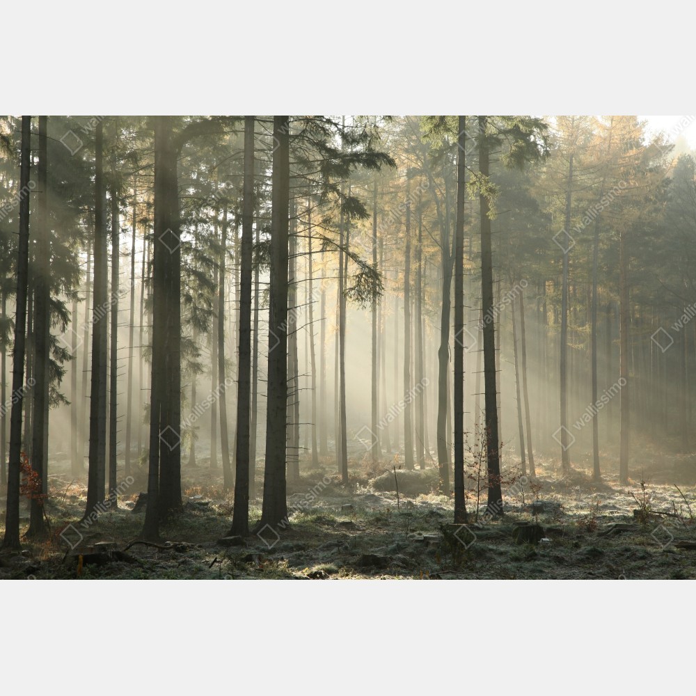 Türaufkleber nebliger morgenwald mit sonnenstrahlen – Wallnifity® Türaufkleber nebliger morgenwald mit sonnenstrahlen – Wallnifity®
