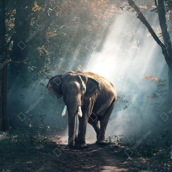 Türaufkleber majestätischer elefant im sonnenlichtdurchfluteten wald – Wallnifity® Türaufkleber majestätischer elefant im sonnenlichtdurchfluteten wald – Wallnifity®