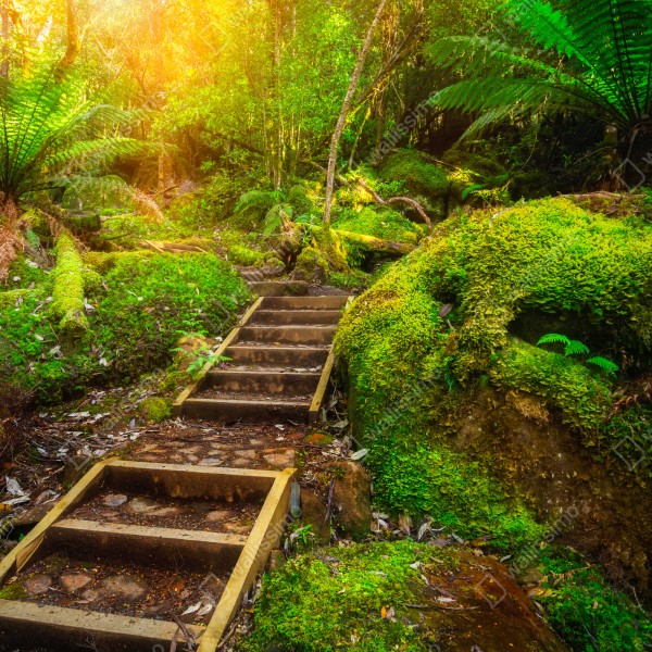 Türaufkleber moosiger regenwaldpfad auf der Tasman-Halbinsel – Wallnifity® Türaufkleber moosiger regenwaldpfad auf der Tasman-Halbinsel – Wallnifity®