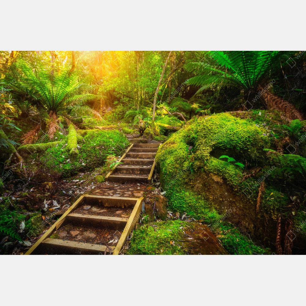 Türaufkleber moosiger regenwaldpfad auf der Tasman-Halbinsel – Wallnifity® Türaufkleber moosiger regenwaldpfad auf der Tasman-Halbinsel – Wallnifity®