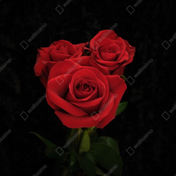 Türaufkleber rote rosen vor schwarzem hintergrund – Wallnifity® Türaufkleber rote rosen vor schwarzem hintergrund – Wallnifity®