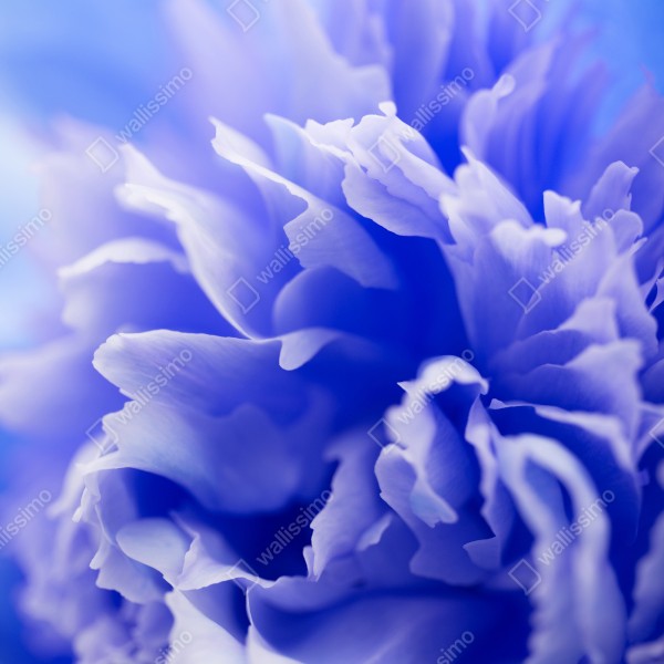Tischaufkleber und Schreibtischaufkleber sanfte blaue abstrakte blume nahaufnahme – Wallnifity® Tischaufkleber und Schreibtischaufkleber sanfte blaue abstrakte blume nahaufnahme – Wallnifity®