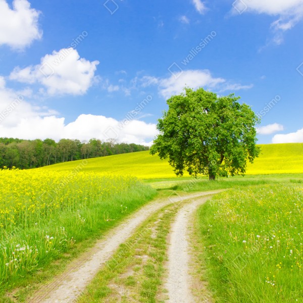 Tischaufkleber und Schreibtischaufkleber sonniger feldweg mit einsamem baum – Wallnifity® Tischaufkleber und Schreibtischaufkleber sonniger feldweg mit einsamem baum – Wallnifity®
