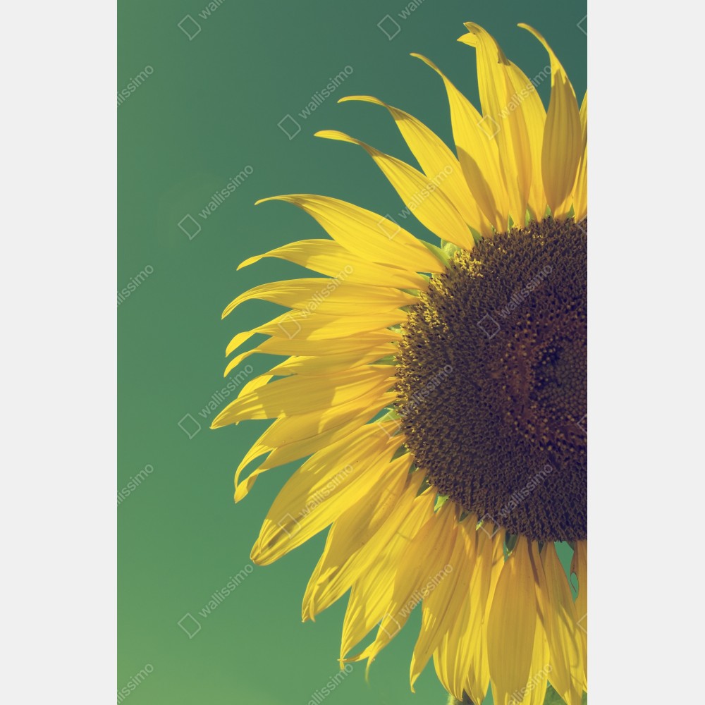 Tischaufkleber und Schreibtischaufkleber strahlende sonnenblume vor vintage-himmel – Wallnifity® Tischaufkleber und Schreibtischaufkleber strahlende sonnenblume vor vintage-himmel – Wallnifity®