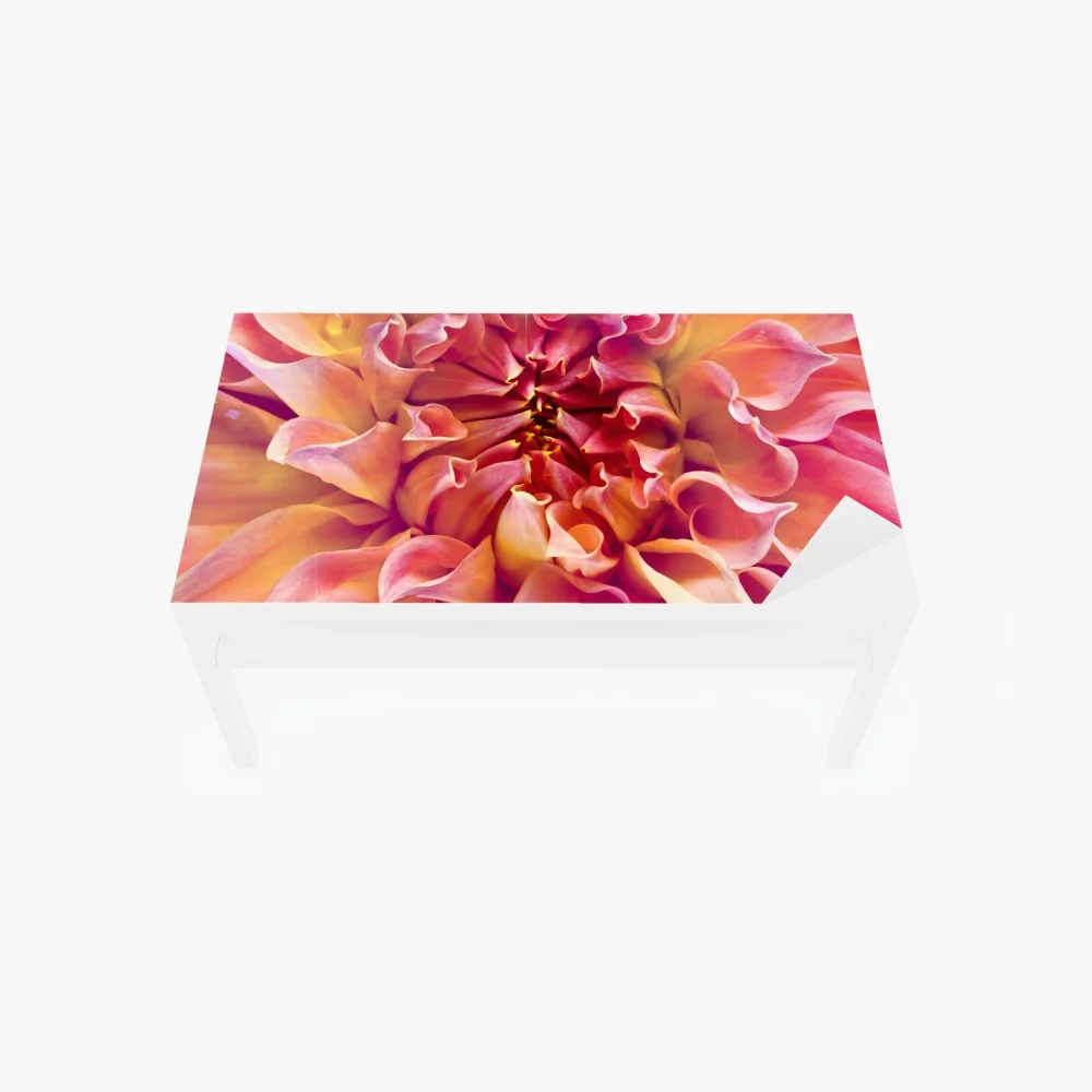 Tischaufkleber und Schreibtischaufkleber rosa dahlie nahaufnahme – Wallnifity® Tischaufkleber und Schreibtischaufkleber rosa dahlie nahaufnahme – Wallnifity®