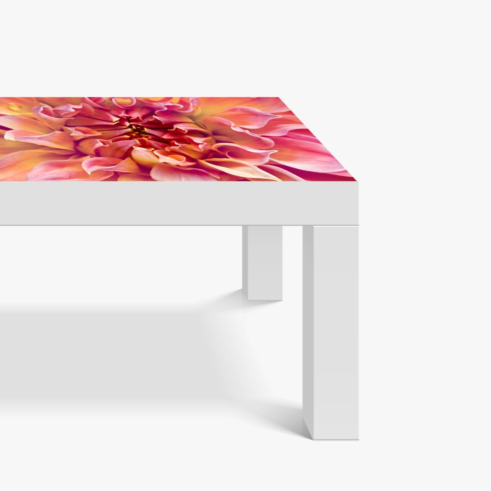 Tischaufkleber und Schreibtischaufkleber rosa dahlie nahaufnahme – Wallnifity® Tischaufkleber und Schreibtischaufkleber rosa dahlie nahaufnahme – Wallnifity®