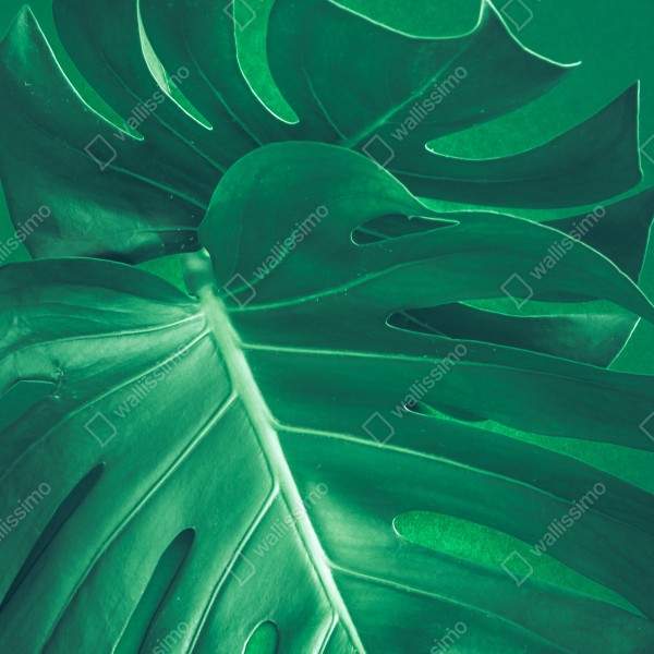 Tischaufkleber und Schreibtischaufkleber prächtiges monstera-blatt nahaufnahme – Wallnifity® Tischaufkleber und Schreibtischaufkleber prächtiges monstera-blatt nahaufnahme – Wallnifity®