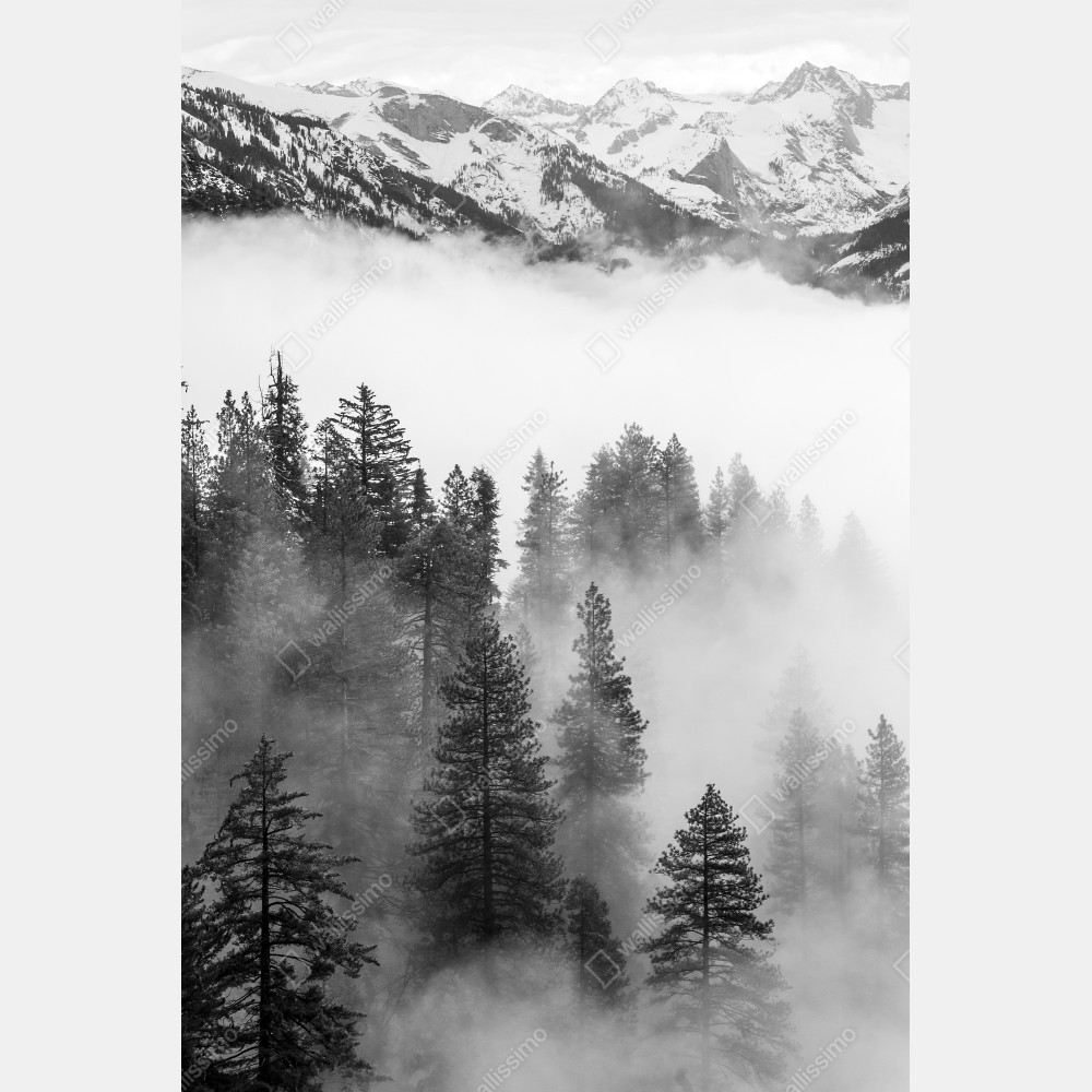 Tischaufkleber und Schreibtischaufkleber nebliger Giant Forest, Sequoia National Park – Wallnifity® Tischaufkleber und Schreibtischaufkleber nebliger Giant Forest, Sequoia National Park – Wallnifity®