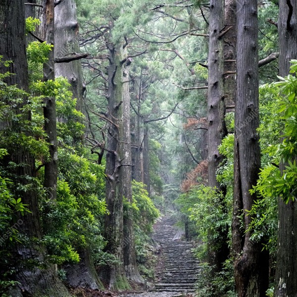 Tischaufkleber und Schreibtischaufkleber mystischer waldweg zwischen alten bäumen – Wallnifity® Tischaufkleber und Schreibtischaufkleber mystischer waldweg zwischen alten bäumen – Wallnifity®