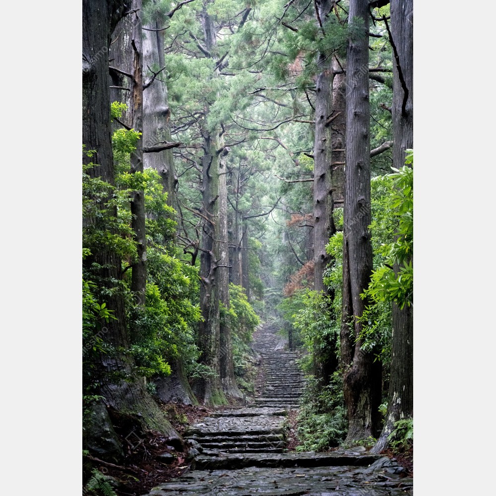 Tischaufkleber und Schreibtischaufkleber mystischer waldweg zwischen alten bäumen – Wallnifity® Tischaufkleber und Schreibtischaufkleber mystischer waldweg zwischen alten bäumen – Wallnifity®