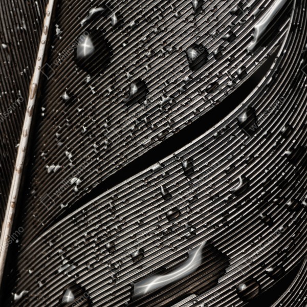 Tischaufkleber und Schreibtischaufkleber monochrome feder mit wassertropfen – Wallnifity® Tischaufkleber und Schreibtischaufkleber monochrome feder mit wassertropfen – Wallnifity®