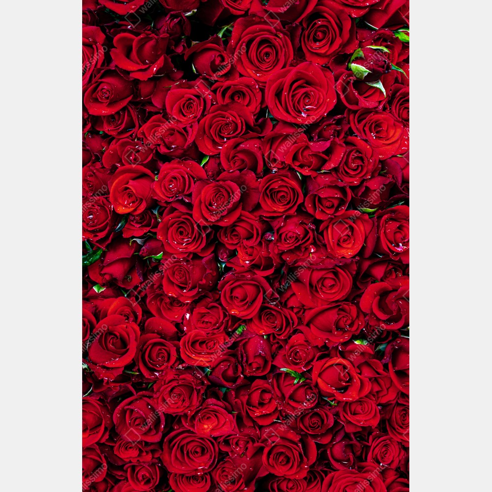 Tischaufkleber und Schreibtischaufkleber dichte wand aus roten rosen – Wallnifity® Tischaufkleber und Schreibtischaufkleber dichte wand aus roten rosen – Wallnifity®