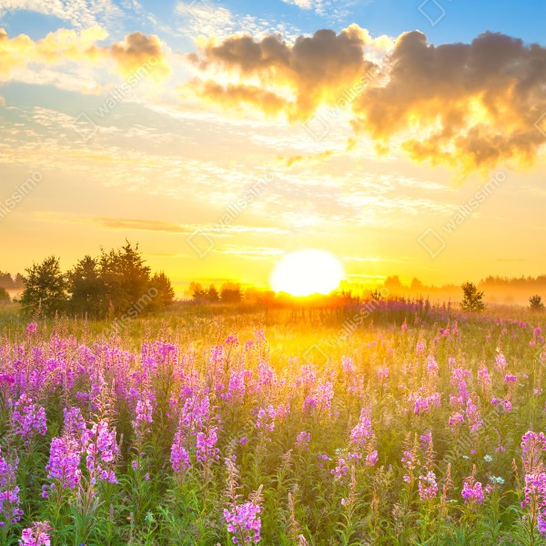 Tischaufkleber und Schreibtischaufkleber sonnenaufgang über violetter wildblumenwiese – Wallnifity® Tischaufkleber und Schreibtischaufkleber sonnenaufgang über violetter wildblumenwiese – Wallnifity®