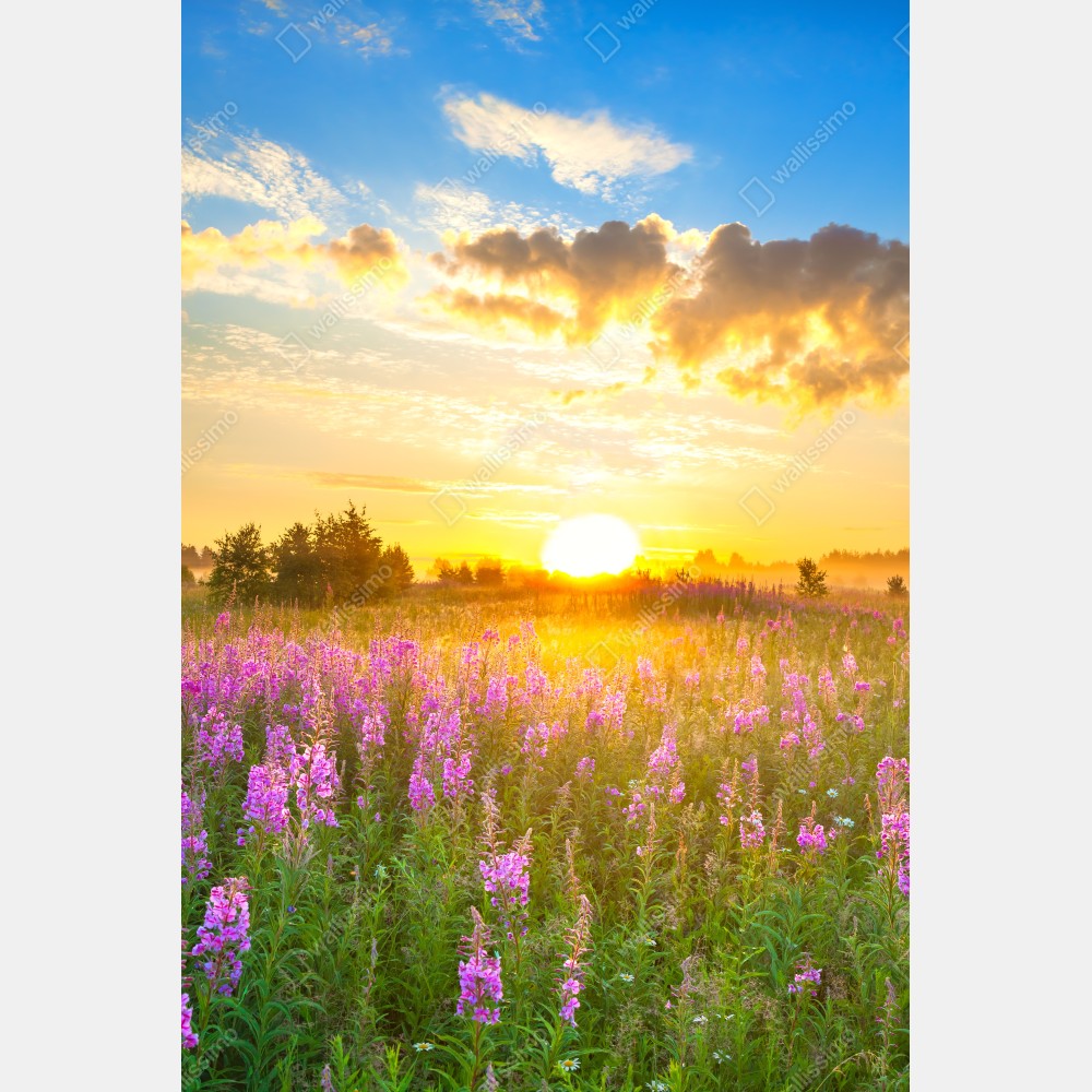 Tischaufkleber und Schreibtischaufkleber sonnenaufgang über violetter wildblumenwiese – Wallnifity® Tischaufkleber und Schreibtischaufkleber sonnenaufgang über violetter wildblumenwiese – Wallnifity®