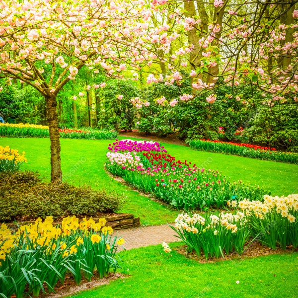 Tischaufkleber und Schreibtischaufkleber frühlingsgarten in blüte: tulpen und kirschblüten – Wallnifity® Tischaufkleber und Schreibtischaufkleber frühlingsgarten in blüte: tulpen und kirschblüten – Wallnifity®