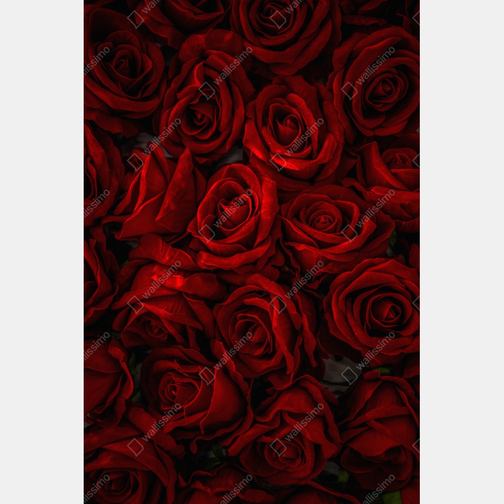 Tischaufkleber und Schreibtischaufkleber intensive rote rosen nahaufnahme – Wallnifity® Tischaufkleber und Schreibtischaufkleber intensive rote rosen nahaufnahme – Wallnifity®