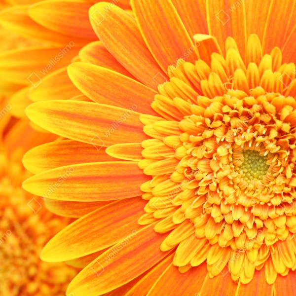 Tischaufkleber und Schreibtischaufkleber leuchtende orange gerbera in makro – Wallnifity® Tischaufkleber und Schreibtischaufkleber leuchtende orange gerbera in makro – Wallnifity®