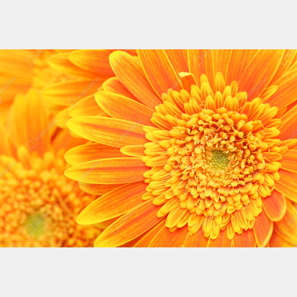 Tischaufkleber und Schreibtischaufkleber leuchtende orange gerbera in makro – Wallnifity® Tischaufkleber und Schreibtischaufkleber leuchtende orange gerbera in makro – Wallnifity®