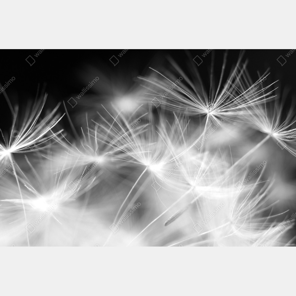 Tischaufkleber und Schreibtischaufkleber zarte löwenzahnsamen in monochrom – Wallnifity® Tischaufkleber und Schreibtischaufkleber zarte löwenzahnsamen in monochrom – Wallnifity®