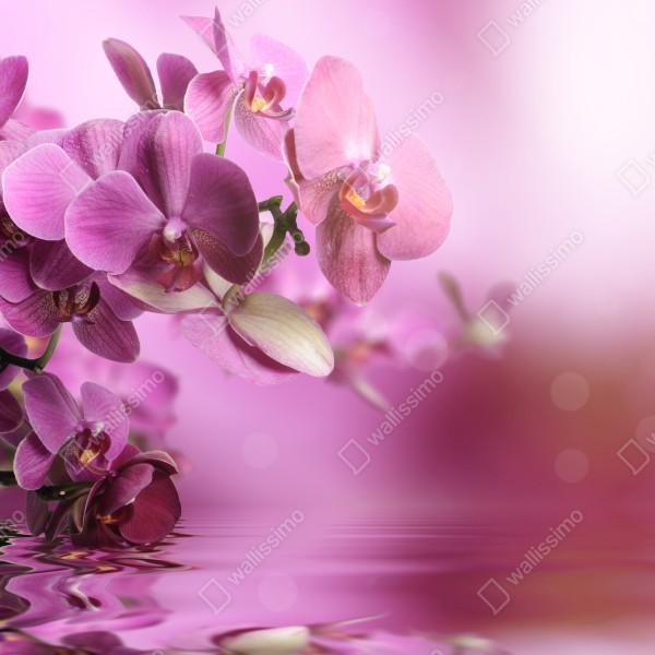 Tischaufkleber und Schreibtischaufkleber rosa orchideen spiegelung – Wallnifity® Tischaufkleber und Schreibtischaufkleber rosa orchideen spiegelung – Wallnifity®