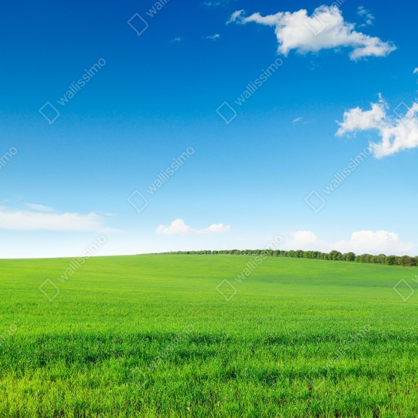 Tischaufkleber und Schreibtischaufkleber ruhige grüne wiese unter blauem himmel – Wallnifity® Tischaufkleber und Schreibtischaufkleber ruhige grüne wiese unter blauem himmel – Wallnifity®
