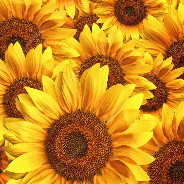 Tischaufkleber und Schreibtischaufkleber goldene sonnenblumen – Wallnifity® Tischaufkleber und Schreibtischaufkleber goldene sonnenblumen – Wallnifity®