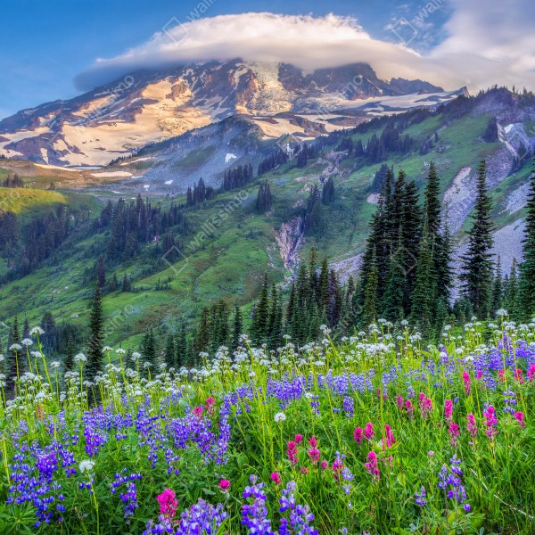 Tischaufkleber und Schreibtischaufkleber alpine blumenwiese vor schneebedeckten bergen – Wallnifity® Tischaufkleber und Schreibtischaufkleber alpine blumenwiese vor schneebedeckten bergen – Wallnifity®