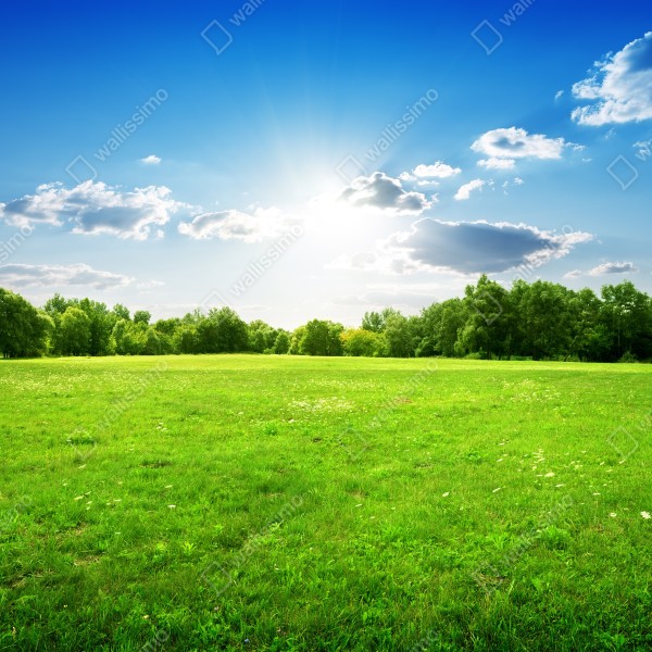 Tischaufkleber und Schreibtischaufkleber sonnige grüne wiese – Wallnifity® Tischaufkleber und Schreibtischaufkleber sonnige grüne wiese – Wallnifity®