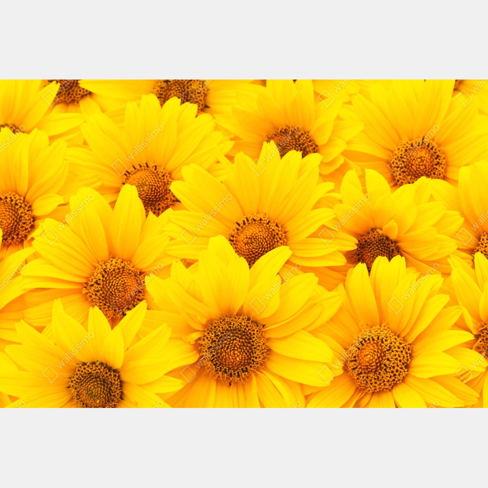 Tischaufkleber und Schreibtischaufkleber leuchtende gelbe sonnenblumen in nahaufnahme – Wallnifity® Tischaufkleber und Schreibtischaufkleber leuchtende gelbe sonnenblumen in nahaufnahme – Wallnifity®