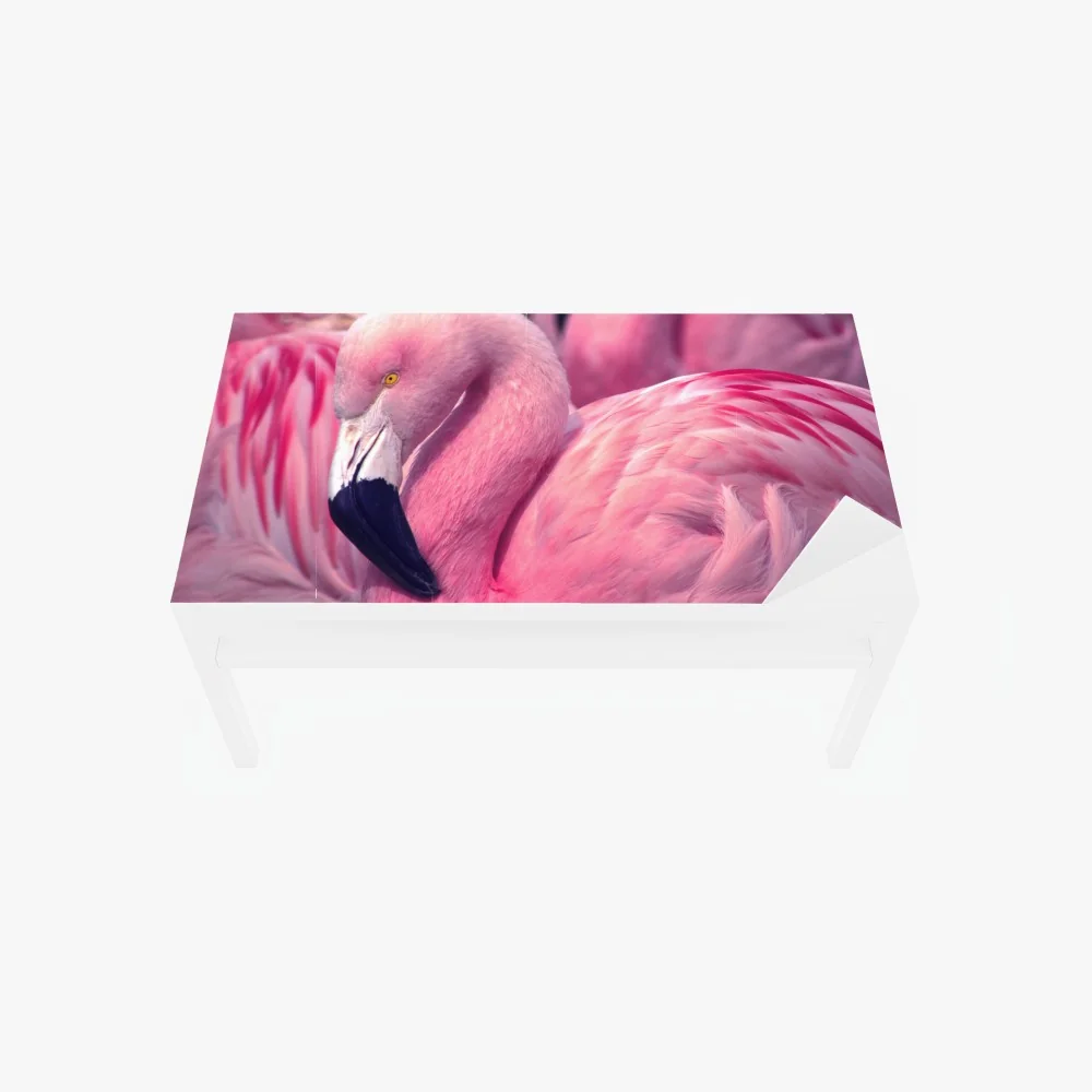 Tischaufkleber und Schreibtischaufkleber rosa flamingo nahaufnahme – Wallnifity® Tischaufkleber und Schreibtischaufkleber rosa flamingo nahaufnahme – Wallnifity®