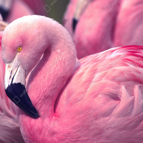 Tischaufkleber und Schreibtischaufkleber rosa flamingo nahaufnahme – Wallnifity® Tischaufkleber und Schreibtischaufkleber rosa flamingo nahaufnahme – Wallnifity®