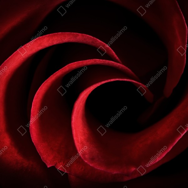 Tischaufkleber und Schreibtischaufkleber spirale aus tiefroten rosenblättern – Wallnifity® Tischaufkleber und Schreibtischaufkleber spirale aus tiefroten rosenblättern – Wallnifity®