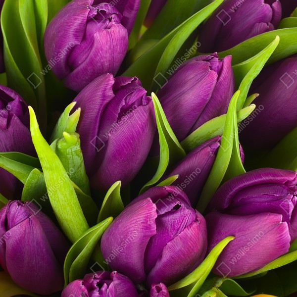 Tischaufkleber und Schreibtischaufkleber lila tulpen im bukett – Wallnifity® Tischaufkleber und Schreibtischaufkleber lila tulpen im bukett – Wallnifity®