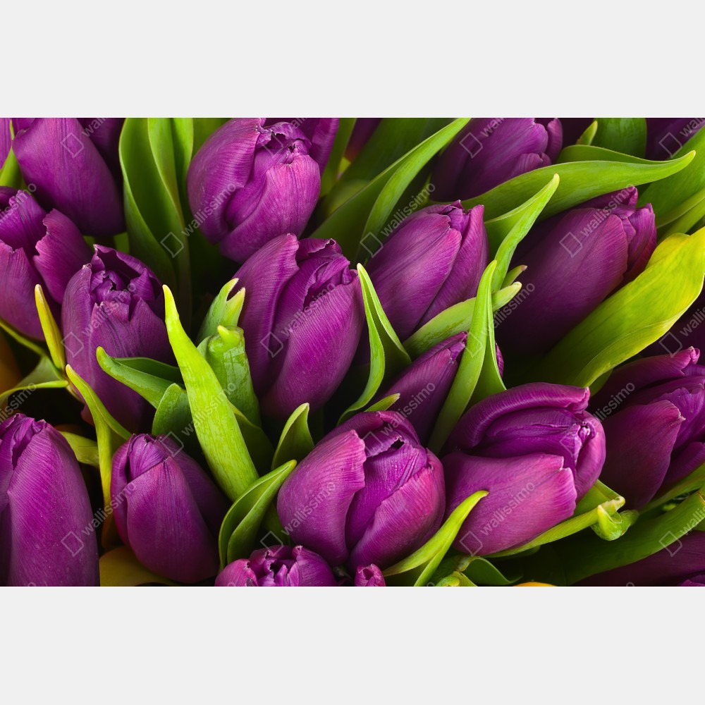 Tischaufkleber und Schreibtischaufkleber lila tulpen im bukett – Wallnifity® Tischaufkleber und Schreibtischaufkleber lila tulpen im bukett – Wallnifity®