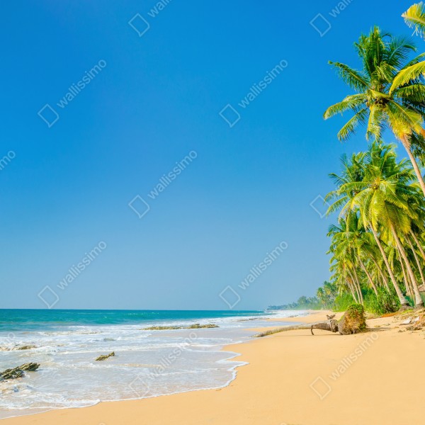 Tischaufkleber und Schreibtischaufkleber tropischer palmenstrand – Wallnifity® Tischaufkleber und Schreibtischaufkleber tropischer palmenstrand – Wallnifity®