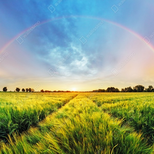 Tischaufkleber und Schreibtischaufkleber regenbogen über goldenem weizenfeld bei sonnenuntergang – Wallnifity® Tischaufkleber und Schreibtischaufkleber regenbogen über goldenem weizenfeld bei sonnenuntergang – Wallnifity®