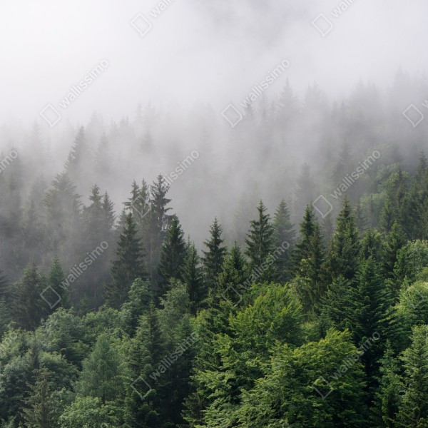 Tischaufkleber und Schreibtischaufkleber nebliger immergrüner wald panorama – Wallnifity® Tischaufkleber und Schreibtischaufkleber nebliger immergrüner wald panorama – Wallnifity®