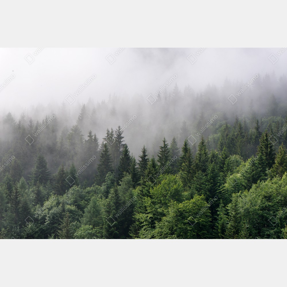 Tischaufkleber und Schreibtischaufkleber nebliger immergrüner wald panorama – Wallnifity® Tischaufkleber und Schreibtischaufkleber nebliger immergrüner wald panorama – Wallnifity®