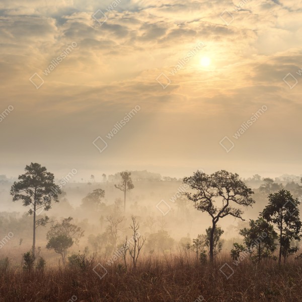Tischaufkleber und Schreibtischaufkleber Thailand sawanne bei sonnenaufgang – Wallnifity® Tischaufkleber und Schreibtischaufkleber Thailand sawanne bei sonnenaufgang – Wallnifity®