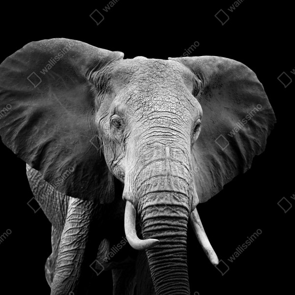 Tischaufkleber und Schreibtischaufkleber majestätisches elefantenporträt in monochrom – Wallnifity® Tischaufkleber und Schreibtischaufkleber majestätisches elefantenporträt in monochrom – Wallnifity®