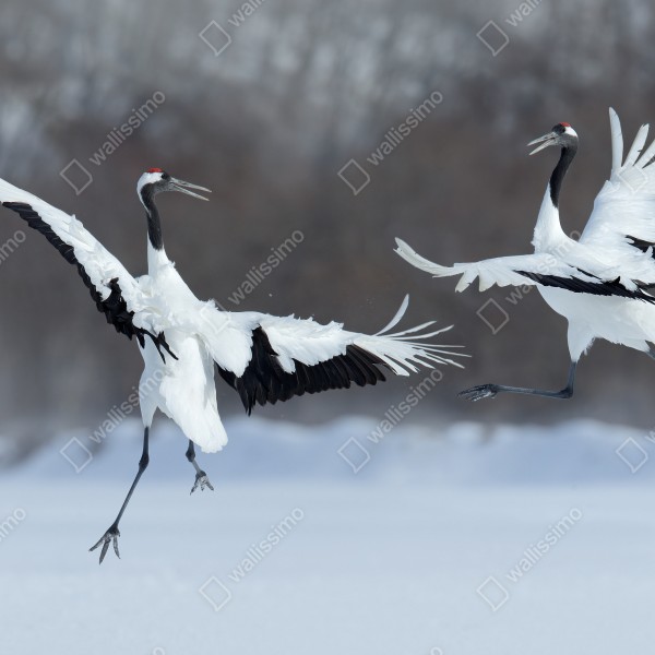 Tischaufkleber und Schreibtischaufkleber tanzende rotkronenkraniche im schnee, Hokkaido – Wallnifity® Tischaufkleber und Schreibtischaufkleber tanzende rotkronenkraniche im schnee, Hokkaido – Wallnifity®