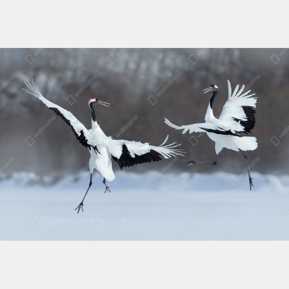 Tischaufkleber und Schreibtischaufkleber tanzende rotkronenkraniche im schnee, Hokkaido – Wallnifity® Tischaufkleber und Schreibtischaufkleber tanzende rotkronenkraniche im schnee, Hokkaido – Wallnifity®