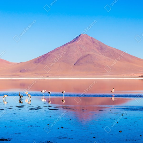 Tischaufkleber und Schreibtischaufkleber flamingos am Laguna Colorada, Bolivien – Wallnifity® Tischaufkleber und Schreibtischaufkleber flamingos am Laguna Colorada, Bolivien – Wallnifity®