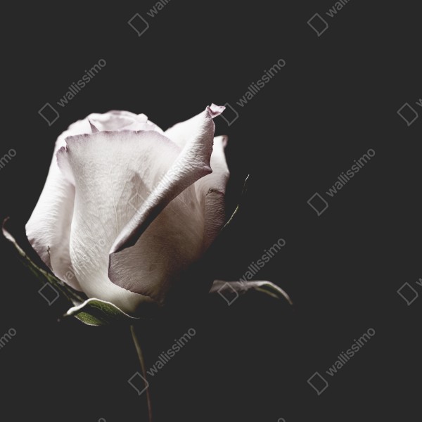 Tischaufkleber und Schreibtischaufkleber weiße rose vor schwarzem hintergrund – Wallnifity® Tischaufkleber und Schreibtischaufkleber weiße rose vor schwarzem hintergrund – Wallnifity®